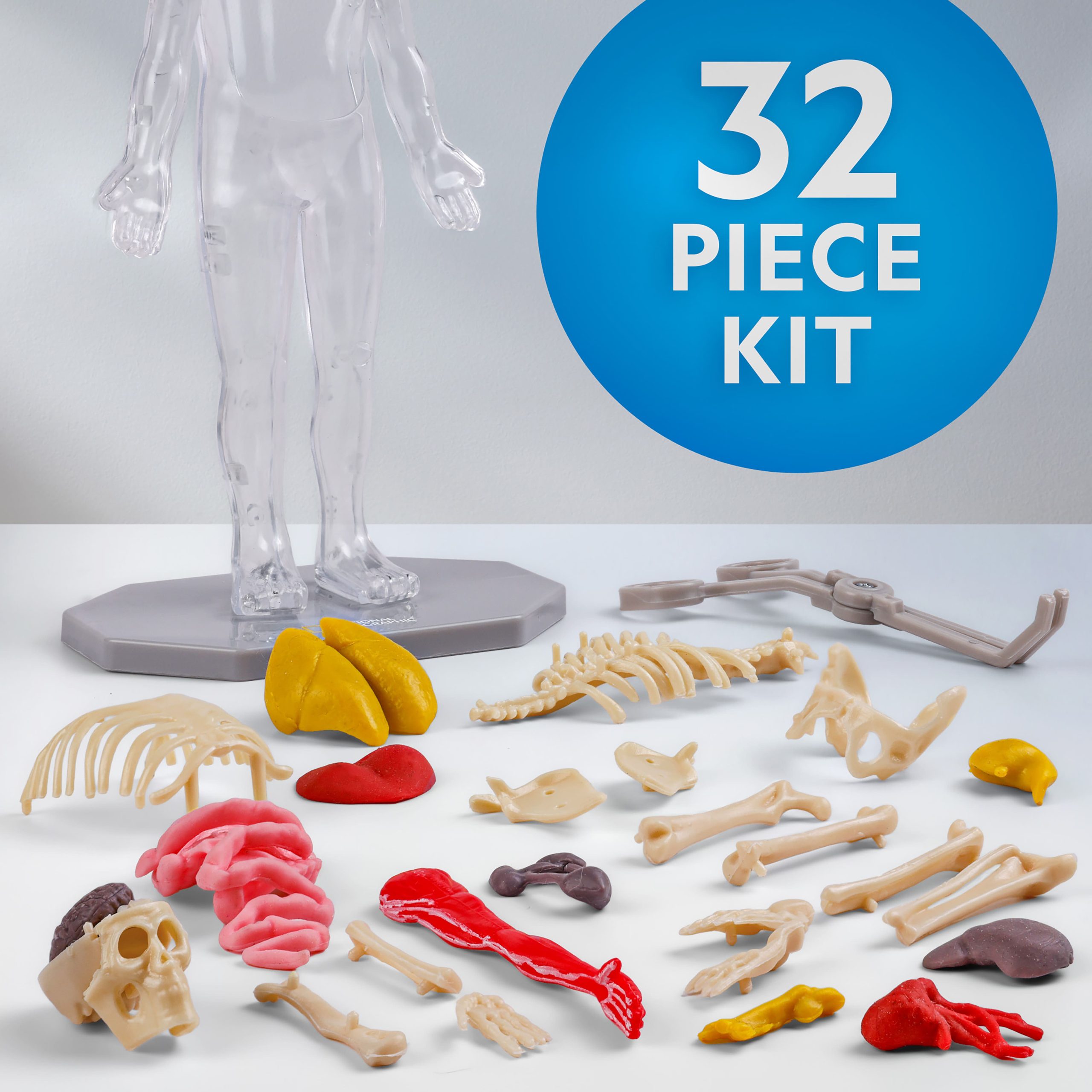 National Geographic™ Glow-in-the-Dark Human Body - Image 3