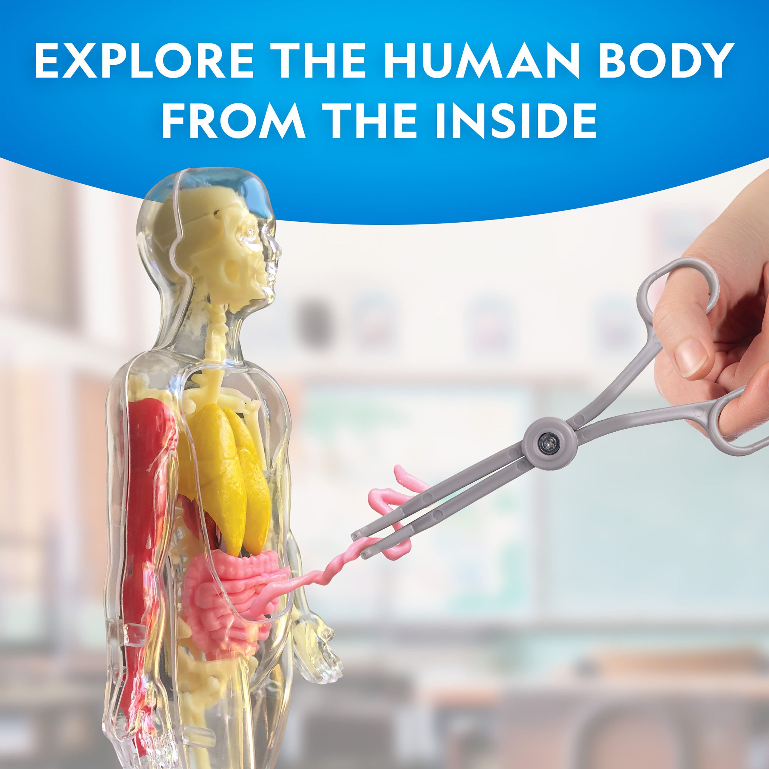 National Geographic™ Glow-in-the-Dark Human Body - Image 2